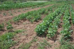 Small farm soybean, July 13, 2009