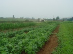 Small farm, July 22, 2009